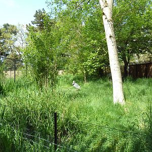 White-Naped Crane Exhibit #1