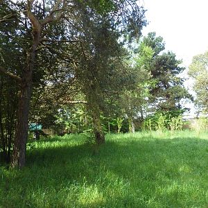 White-Naped Crane Exhibit #2