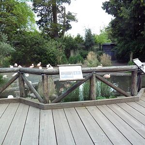 Chilean Flamingo/Coscoroba Swan Exhibit