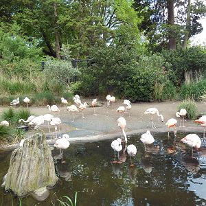 Chilean Flamingo/Coscoroba Swan Exhibit