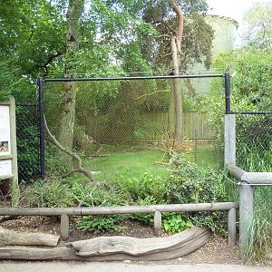 Southern Pudu Exhibit