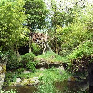 Colobus Monkey Exhibit