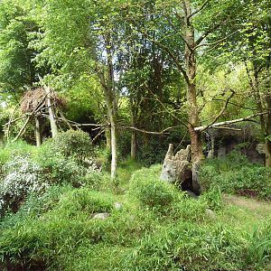 Colobus Monkey Exhibit