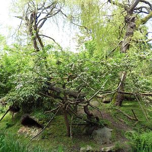 Red Ruffed Lemur Exhibit