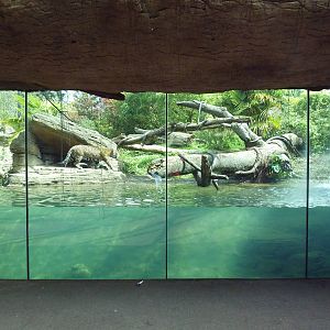 Jaguar Cove - Prowling Cat