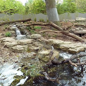 Asian Small-Clawed Otter Exhibit