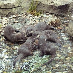 8 Asian Small-Clawed Otters!