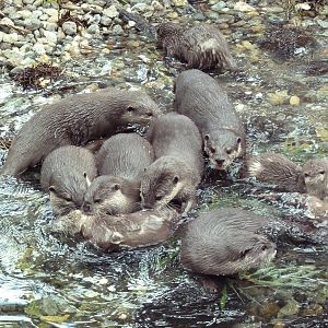 10 Asian Small-Clawed Otters!