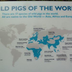 Wild Pigs Sign - 17 Species