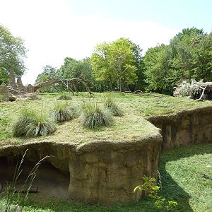 Patas Monkey Exhibit