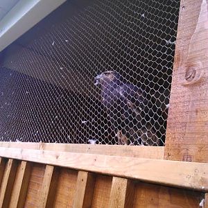 ID please? No sign on these new mews... :(