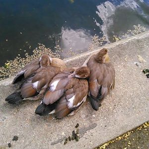 Ducks in Regent's Park on the way to the zoo, ID please?