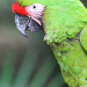 Mexican military macaw
