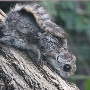 European Flying Squirrel (Pteromys volans)