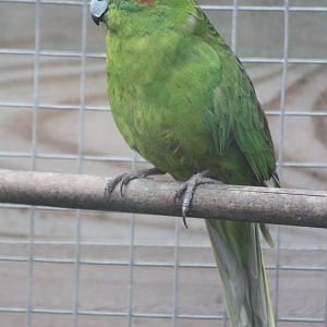 Red-fronted Kakariki, 4th October 2013