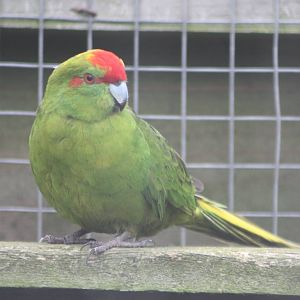 Red-fronted Kakariki, 4th October 2013