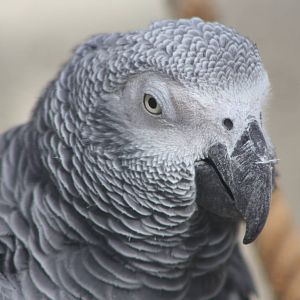 African Grey Parrot, 4th October 2104