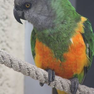 Senegal Parrot, 4th October 2013