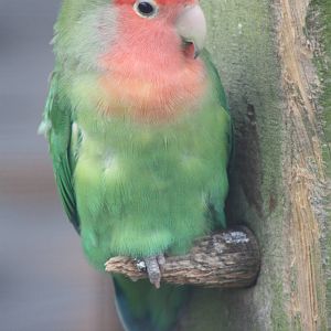 Peach-faced Lovebird, 18th October 2013