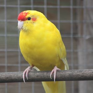 Red-fronted Kakariki, 4th October 2013