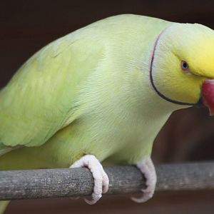 Indian Ring-necked Parakeet, 4th October 2013