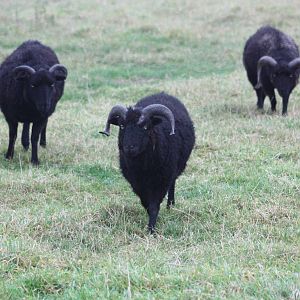 Ouessant Sheep, 18th October 2013