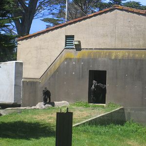 SF Zoo Gorillas