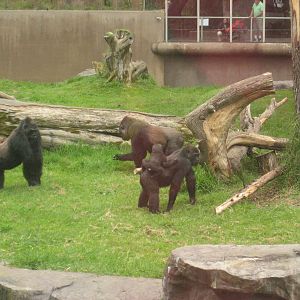 The SF zoo Gorilla Troop