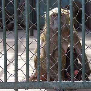 Olive baboon (Papio anubis) or Yellow baboon (Papio cynocephalus)?