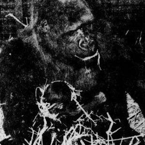 Gorilla Linda with Vip