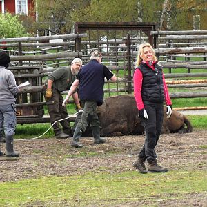 Avesta, in the middle of the nature, is Rewilding Europe