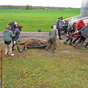 Avesta, in the middle of the nature, Rewilding Europe