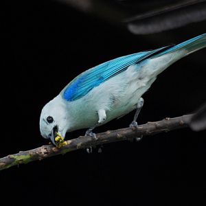 Blue-Grey Tanager in La Fortuna, 18/04/14
