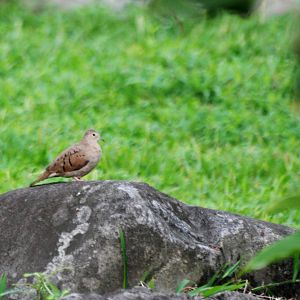 Ruddy Ground Dove in La Fortuna, 18/04/14
