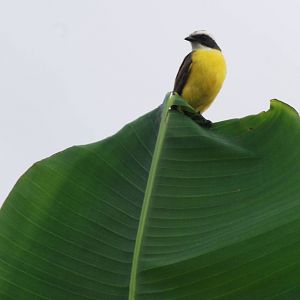 Great Kiskadee in La Fortuna, 18/04/14