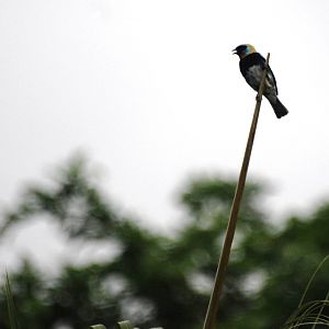 Golden-hooded Tanager in La Fortuna, 18/04/14