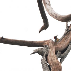 Black-cheeked Woodpecker in La Fortuna, 18/04/14