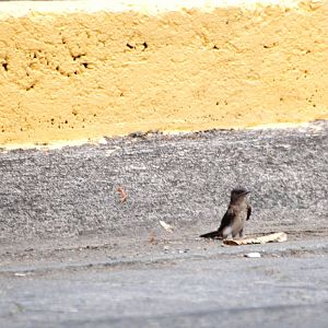Northern Rough-winged Swallow in La Fortuna, 18/04/14