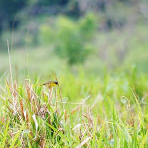 Common Tody-Flycatcher at Arenal, 18/04/14