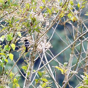White-collared Seedeater at Arenal, 18/04/14