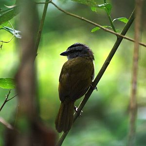Black-striped Sparrow at Arenal, 18/04/14