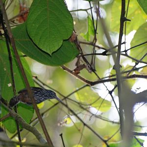 Stripe-breasted Wren at Arenal, 18/04/14
