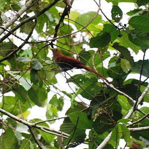 Squirrel Cuckoo at Arenal, 18/04/14