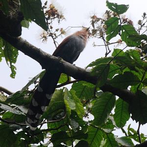 Squirrel Cuckoo at Arenal, 18/04/14