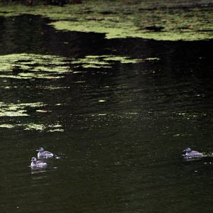 Least Grebes at Arenal, 18/04/14
