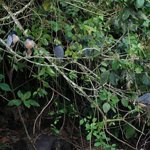 Boat-billed Heron Roost at Arenal, 18/04/14