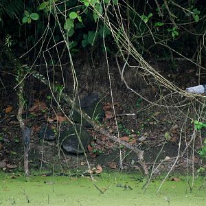 Spot the Herons at Arenal, 18/04/14