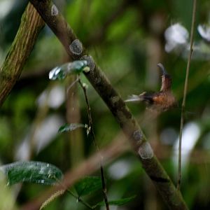 Long-billed Hermit at Arenal, 18/04/14