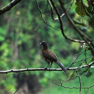 Grey-headed Chachalaca at Arenal, 18/04/14