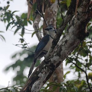 White-throated Magpie-Jay at Arenal, 18/04/14